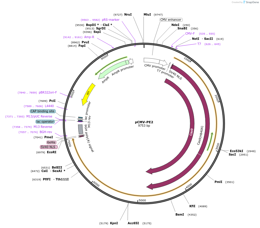 132775-plasmid-map-sequence-id-259720