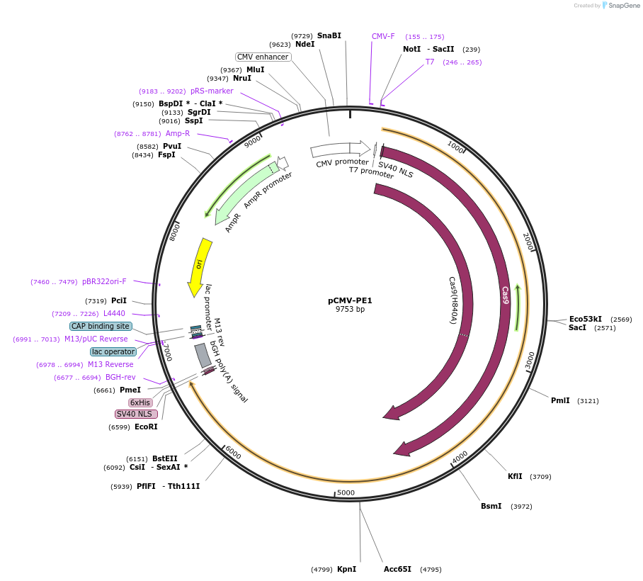 132774-plasmid-map-sequence-id-259723