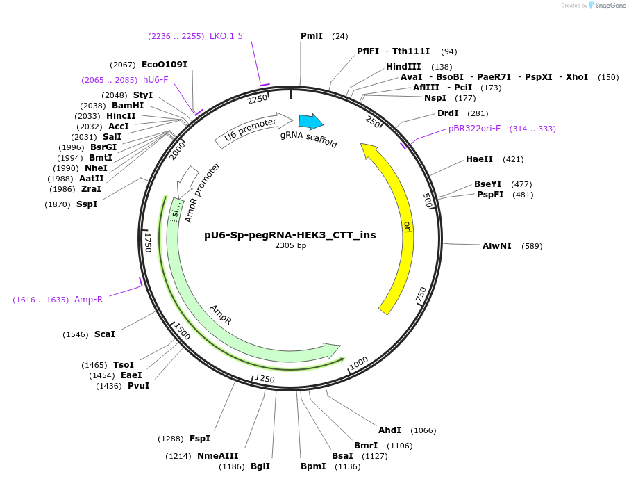 132778-plasmid-map-sequence-id-259726