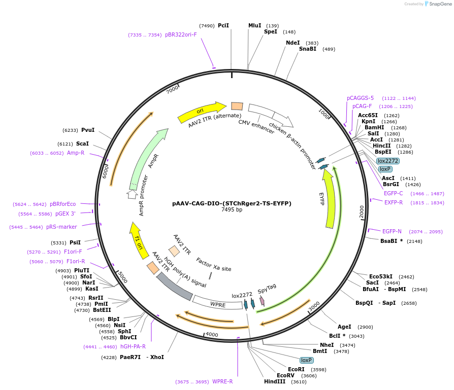 129394-plasmid-map-sequence-id-259728