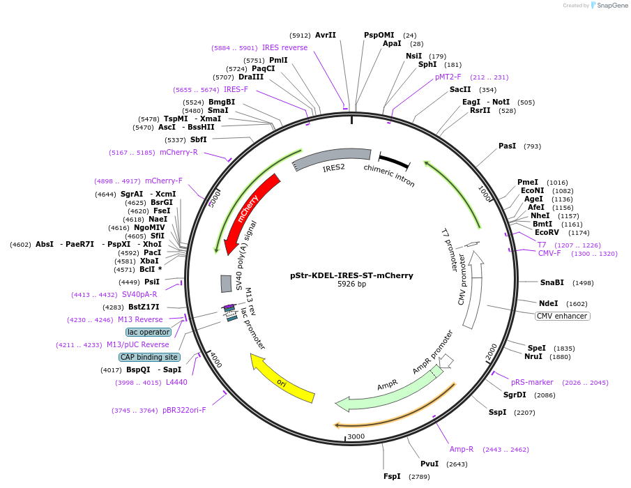 110727-plasmid-map-sequence-id-259745