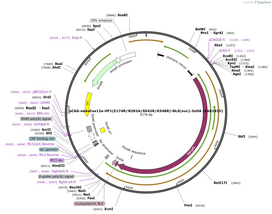 107942-plasmid-map-sequence-id-259760