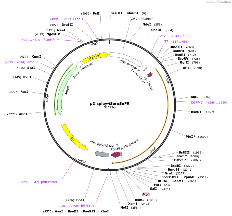 128484-plasmid-map-sequence-id-259773