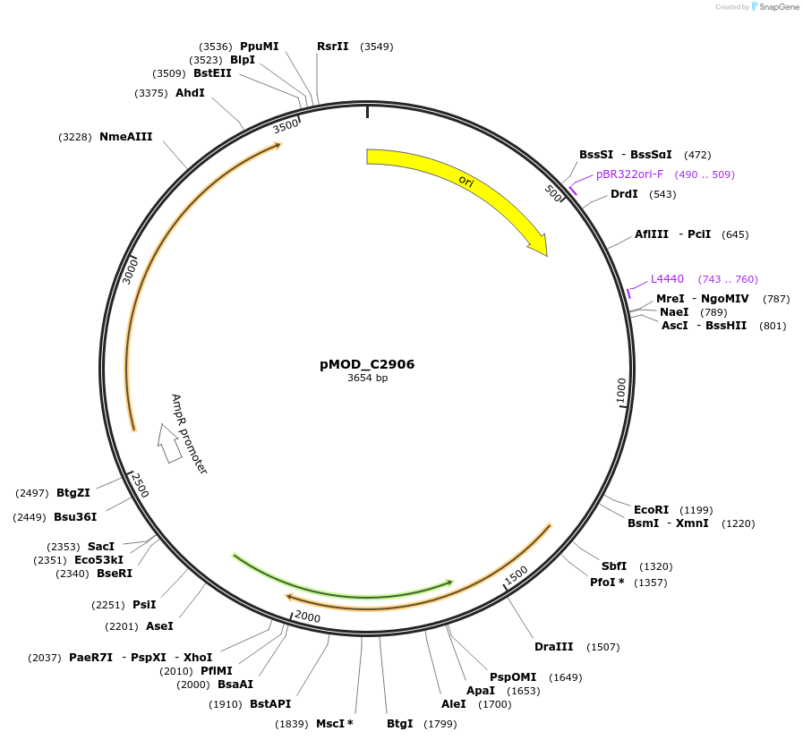 91093-plasmid-map-sequence-id-259829