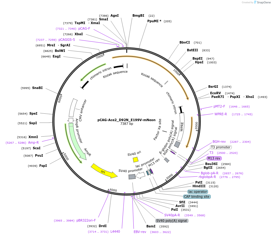 129256-plasmid-map-sequence-id-259835