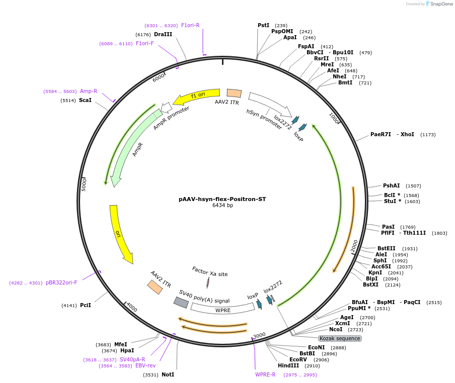 129267-plasmid-map-sequence-id-259956