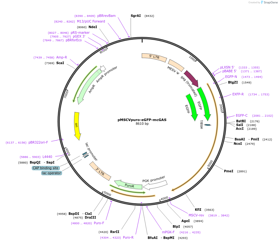 108675-plasmid-map-sequence-id-259961
