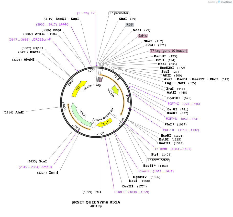 129360-plasmid-map-sequence-id-259962
