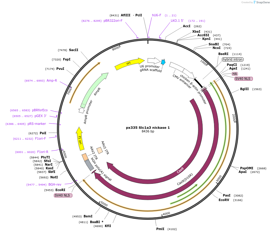 129410-plasmid-map-sequence-id-259967