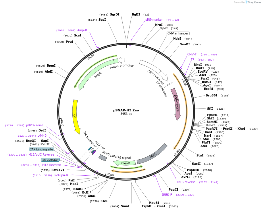 132427-plasmid-map-sequence-id-259980