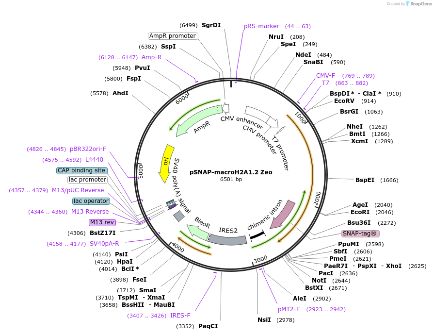 132428-plasmid-map-sequence-id-259981