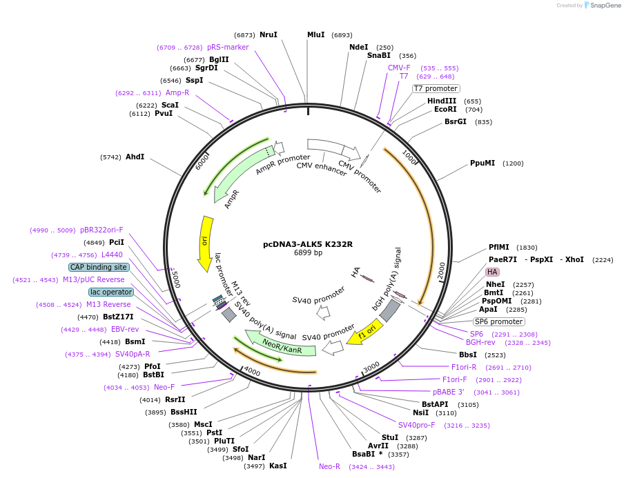80878-plasmid-map-sequence-id-259995