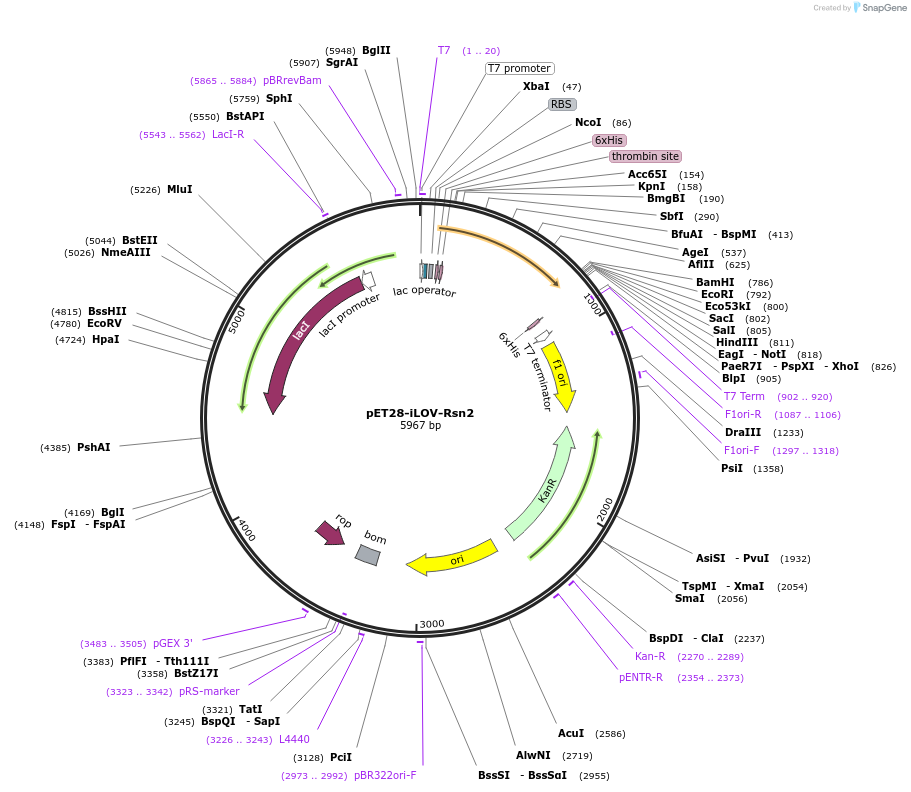 61687-plasmid-map-sequence-id-259998