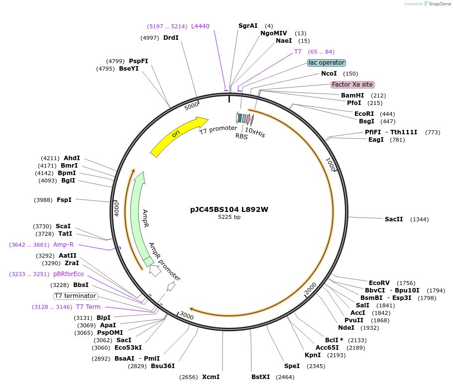 1308-plasmid-map-sequence-id-26