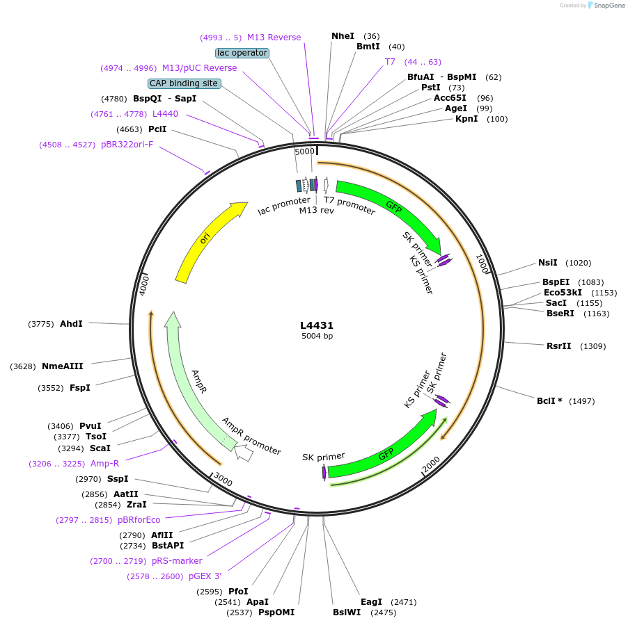 1650-plasmid-map-sequence-id-260