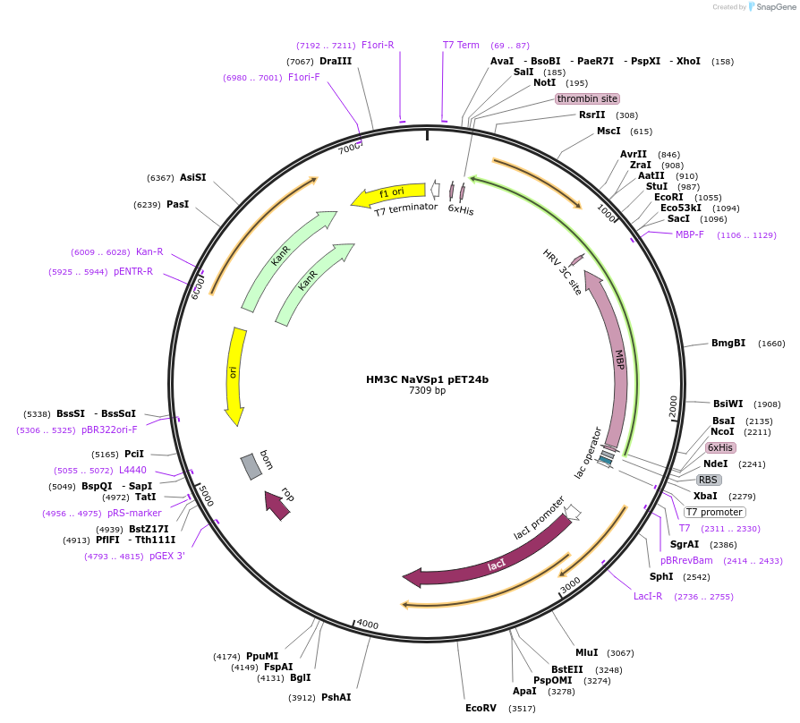 128088-plasmid-map-sequence-id-260010