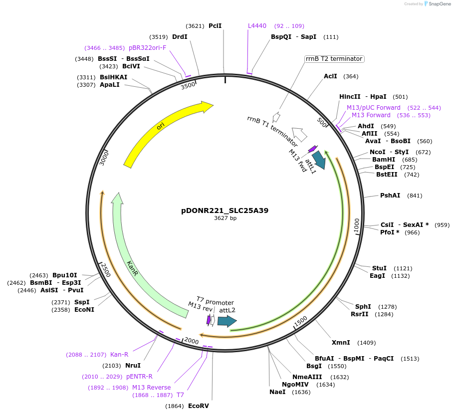 131970-plasmid-map-sequence-id-260016