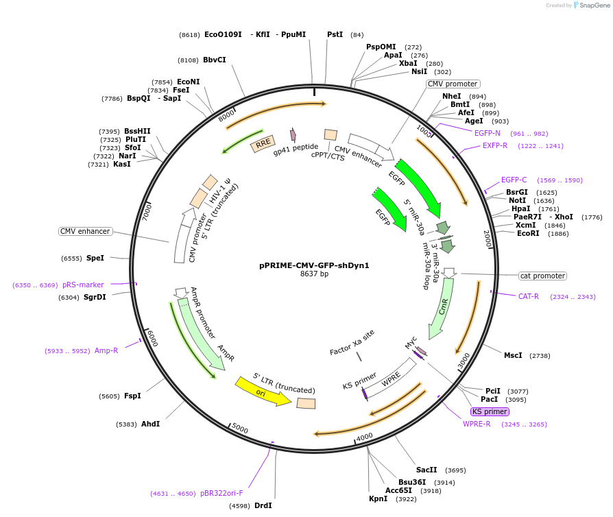 132711-plasmid-map-sequence-id-260020