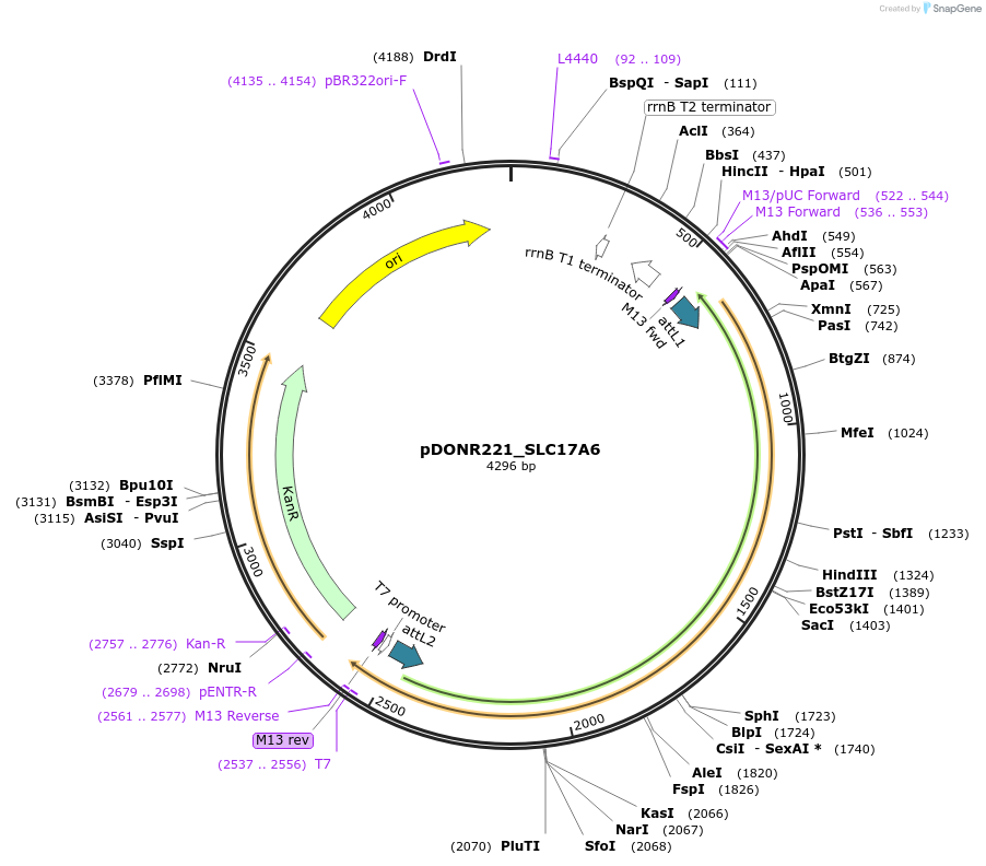 131948-plasmid-map-sequence-id-260021