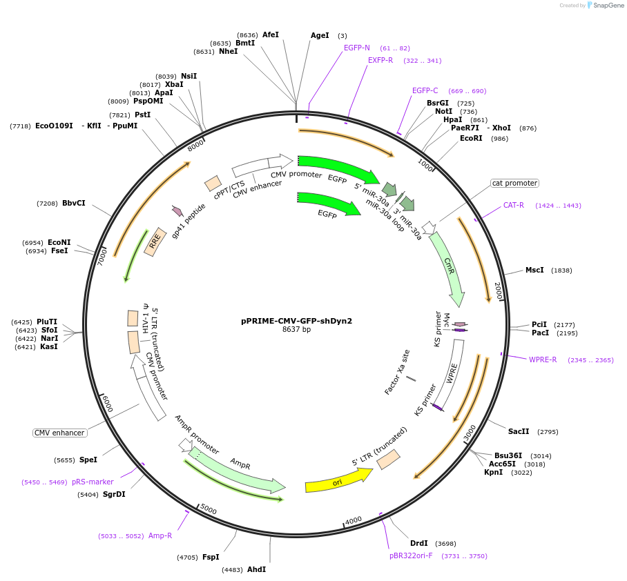 132712-plasmid-map-sequence-id-260023