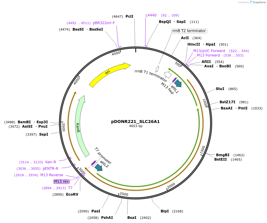 131972-plasmid-map-sequence-id-260024