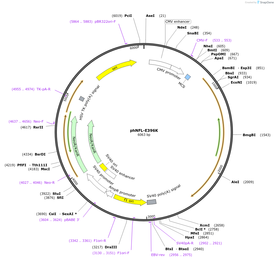 132595-plasmid-map-sequence-id-260028