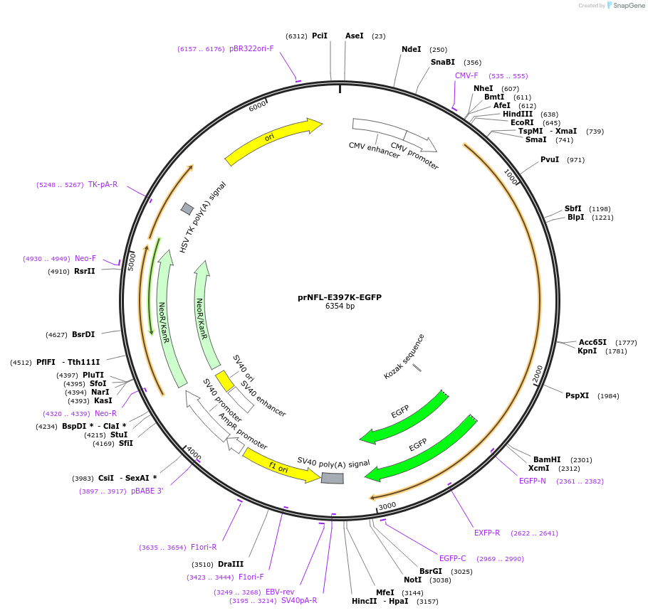 132603-plasmid-map-sequence-id-260029