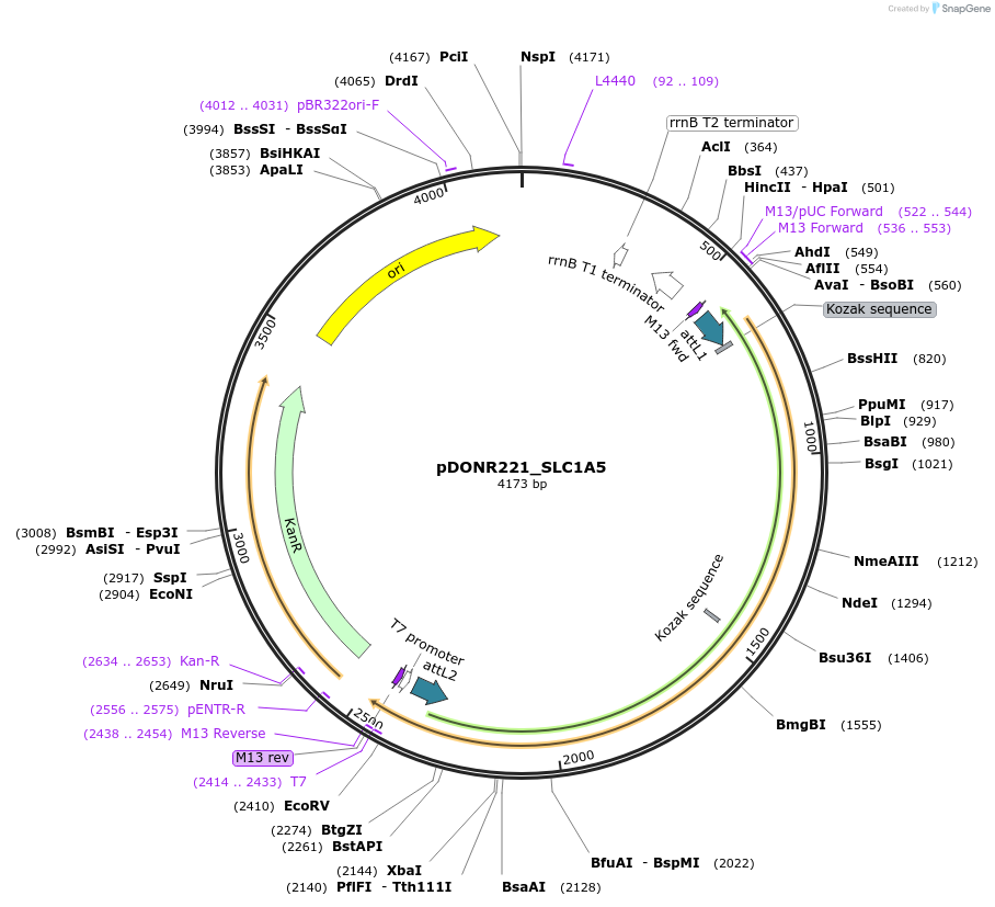 131974-plasmid-map-sequence-id-260033