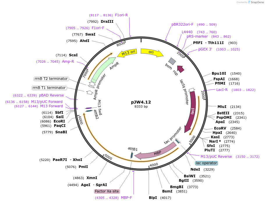 131374-plasmid-map-sequence-id-260060