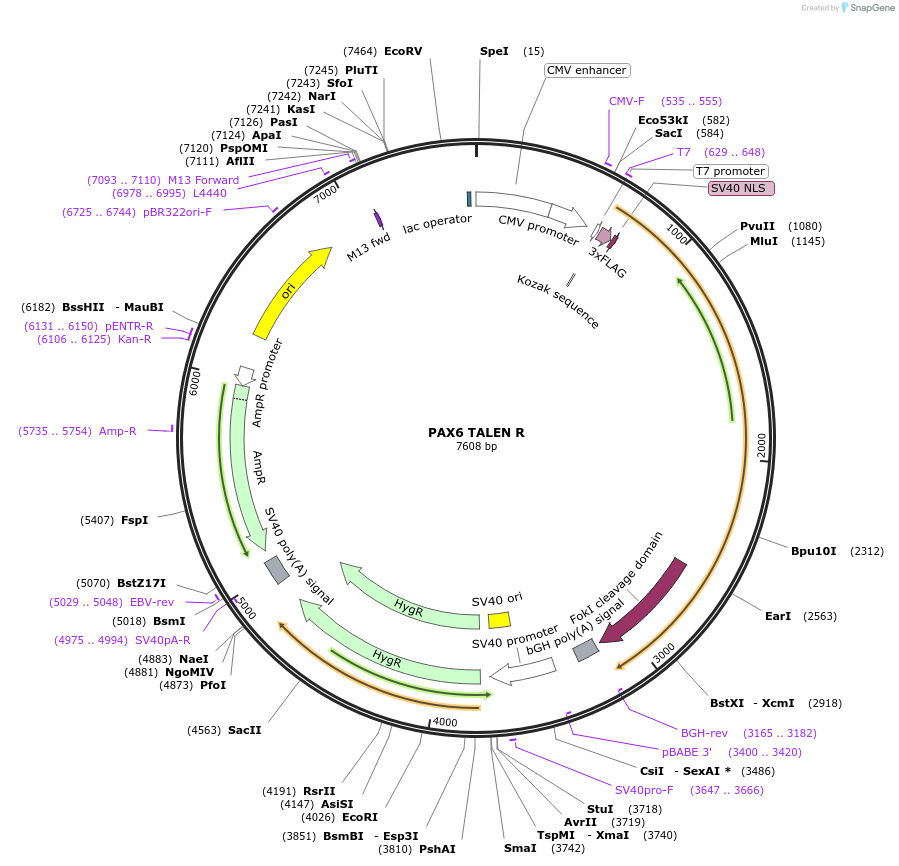 105525-plasmid-map-sequence-id-260082