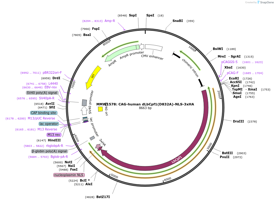 104563-plasmid-map-sequence-id-260085