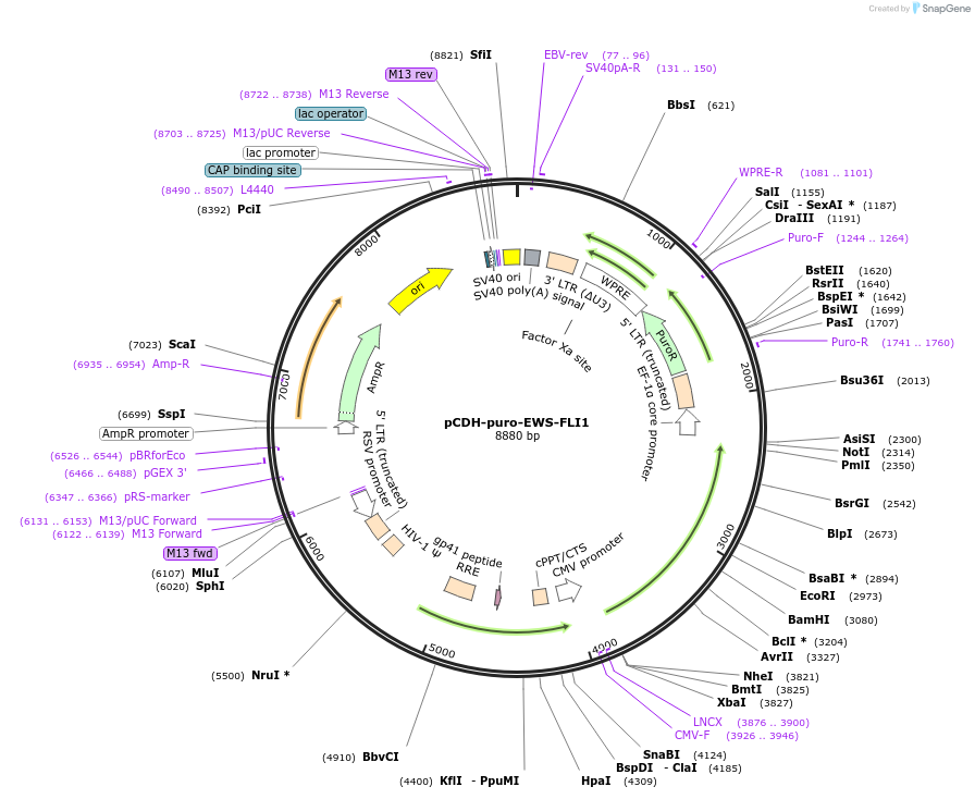 102813-plasmid-map-sequence-id-260092