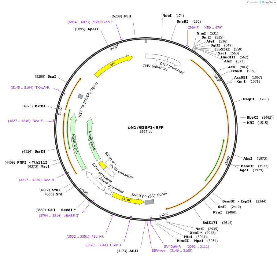 129339-plasmid-map-sequence-id-260103