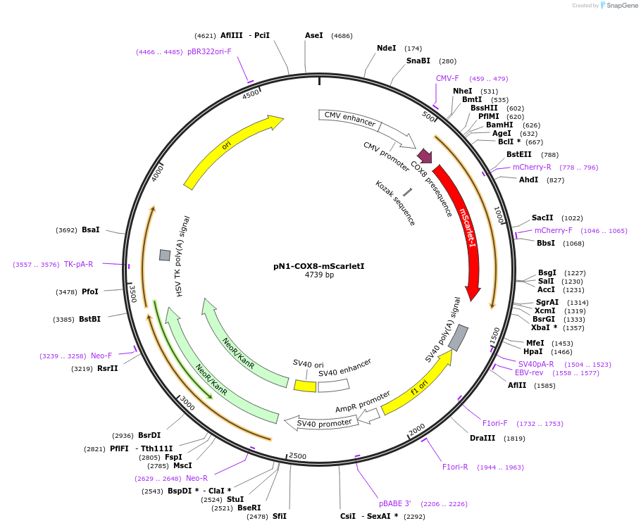 129341-plasmid-map-sequence-id-260104
