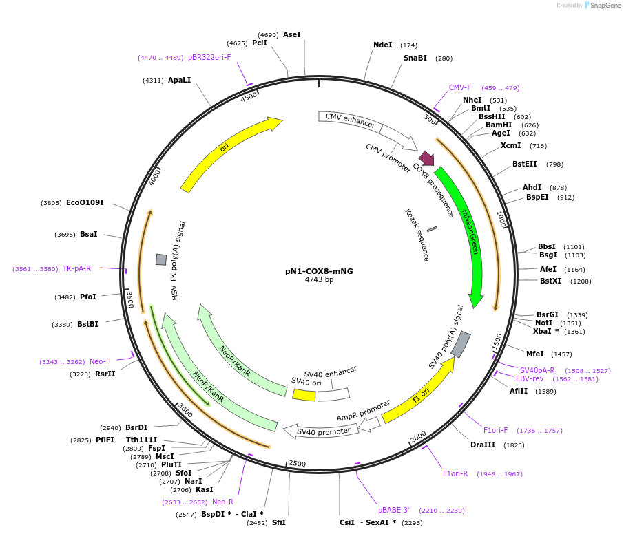 129342-plasmid-map-sequence-id-260105
