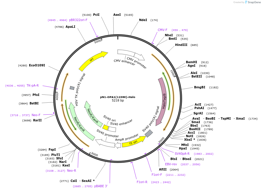 129345-plasmid-map-sequence-id-260109