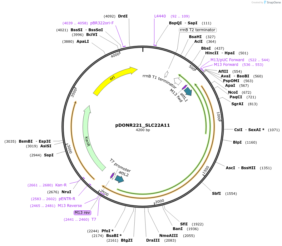 131963-plasmid-map-sequence-id-260112