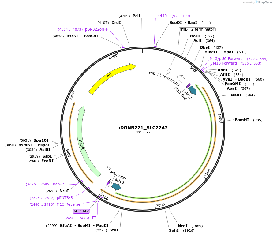 131964-plasmid-map-sequence-id-260113