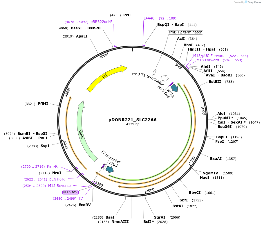 131965-plasmid-map-sequence-id-260114