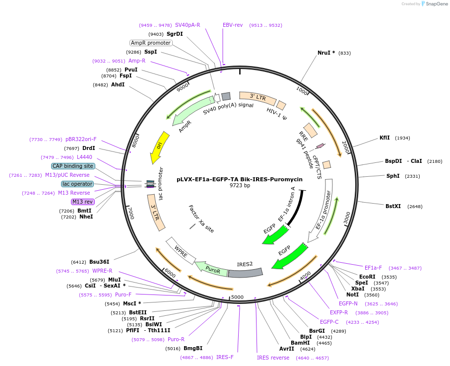 133026-plasmid-map-sequence-id-260118