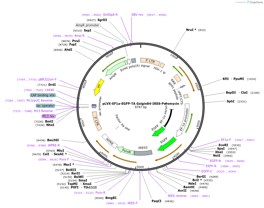 133028-plasmid-map-sequence-id-260120