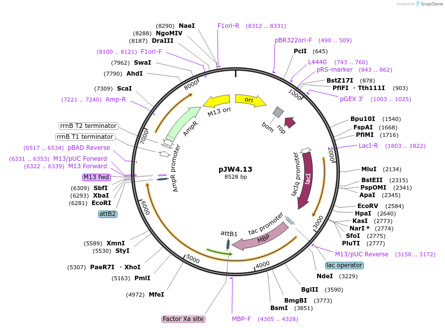 131375-plasmid-map-sequence-id-260161