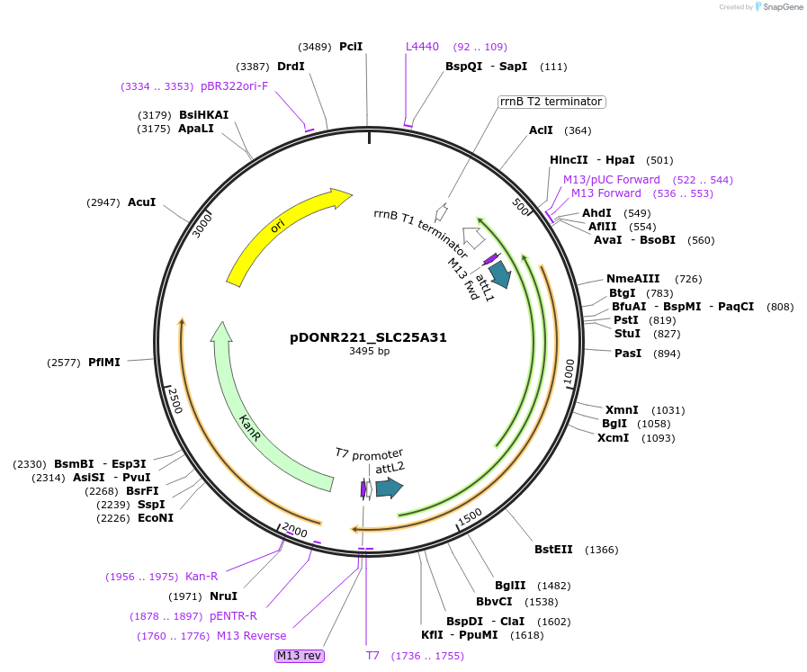 131969-plasmid-map-sequence-id-260162