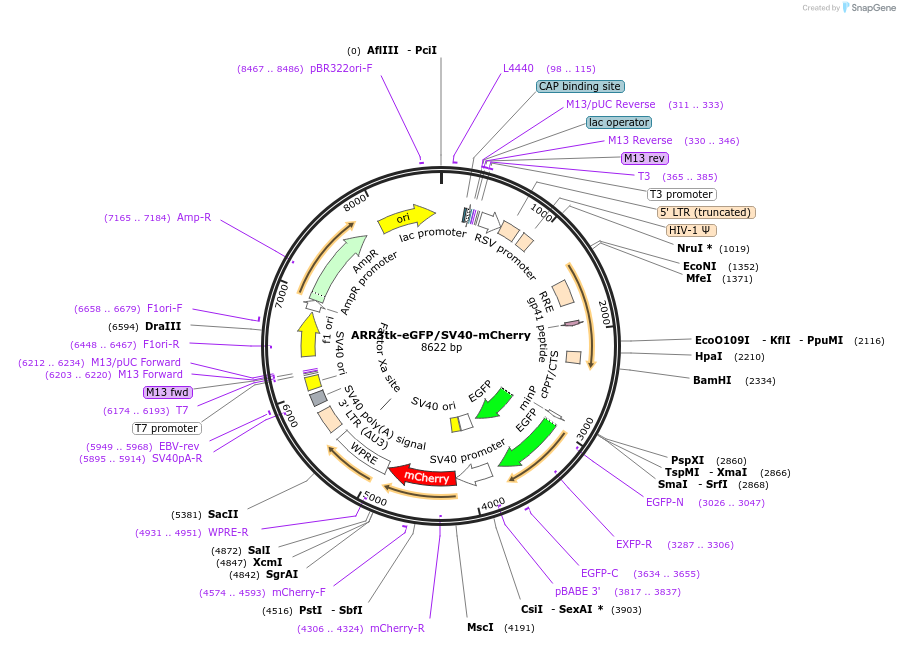 132360-plasmid-map-sequence-id-260176