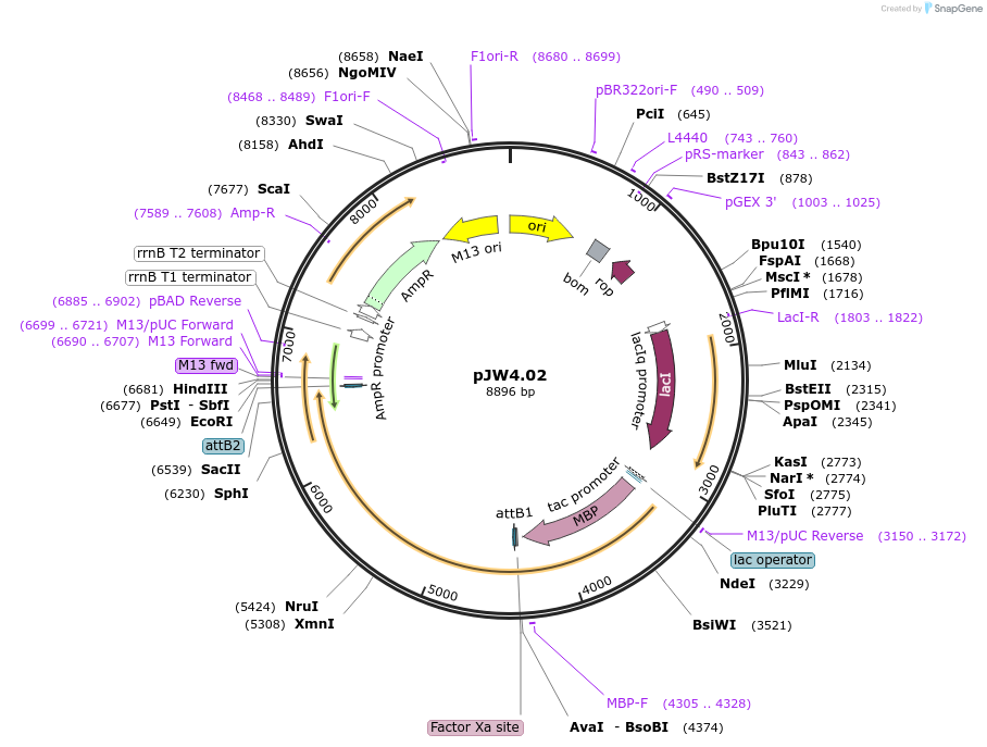 131372-plasmid-map-sequence-id-260179