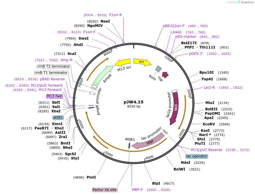 131373-plasmid-map-sequence-id-260181