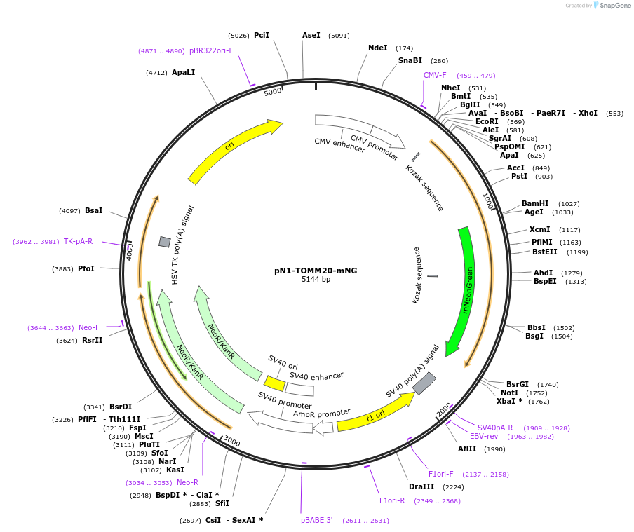 129347-plasmid-map-sequence-id-260190