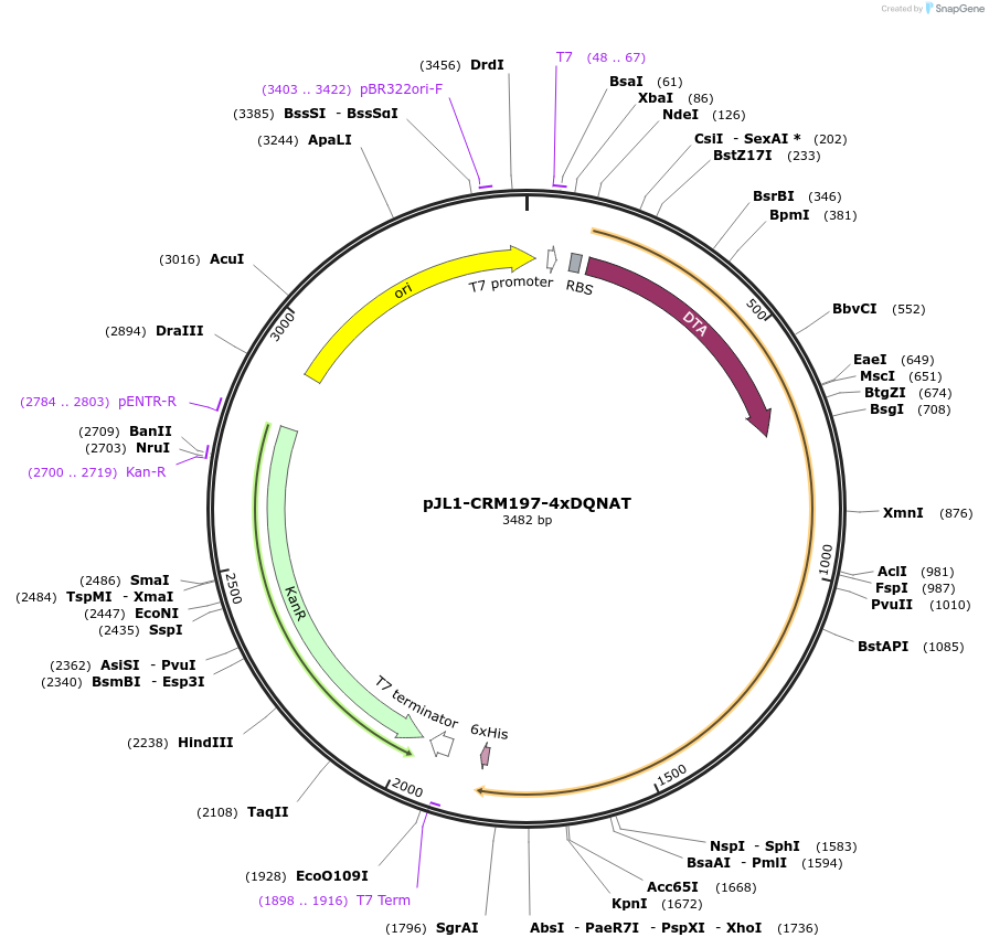 128395-plasmid-map-sequence-id-260191