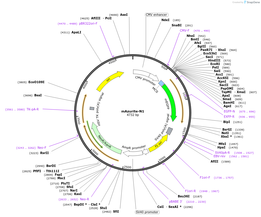 54617-plasmid-map-sequence-id-260196