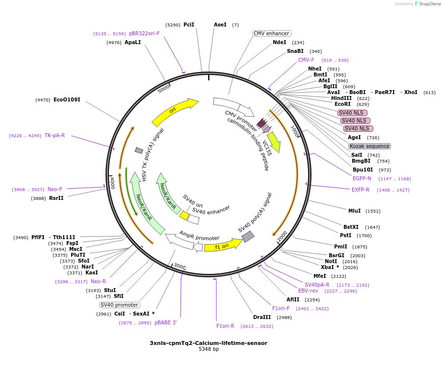 129626-plasmid-map-sequence-id-260197